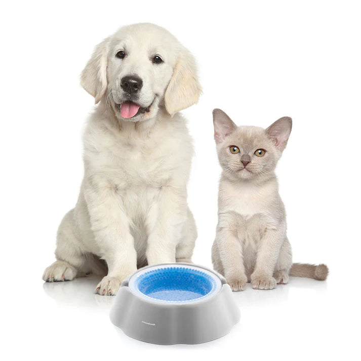 CoolBuddy Cat - der kühlende Napf für deinen Vierbeiner