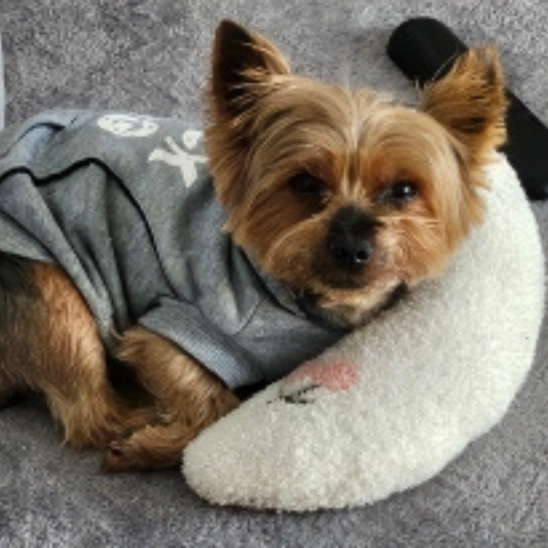 Sleepy - beruhigendes Kissen für deinen Hund