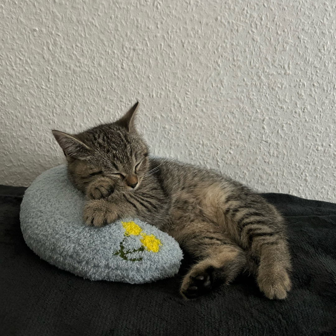 Sleepy - beruhigendes Kissen für deine Katze