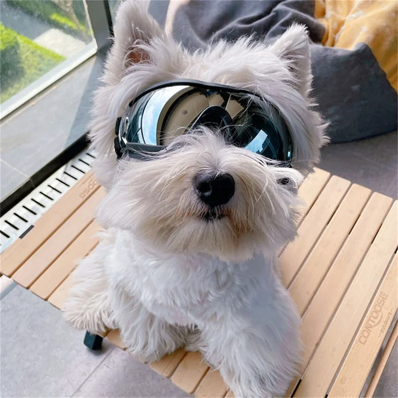 Glassy - Die Hundesonnenbrille