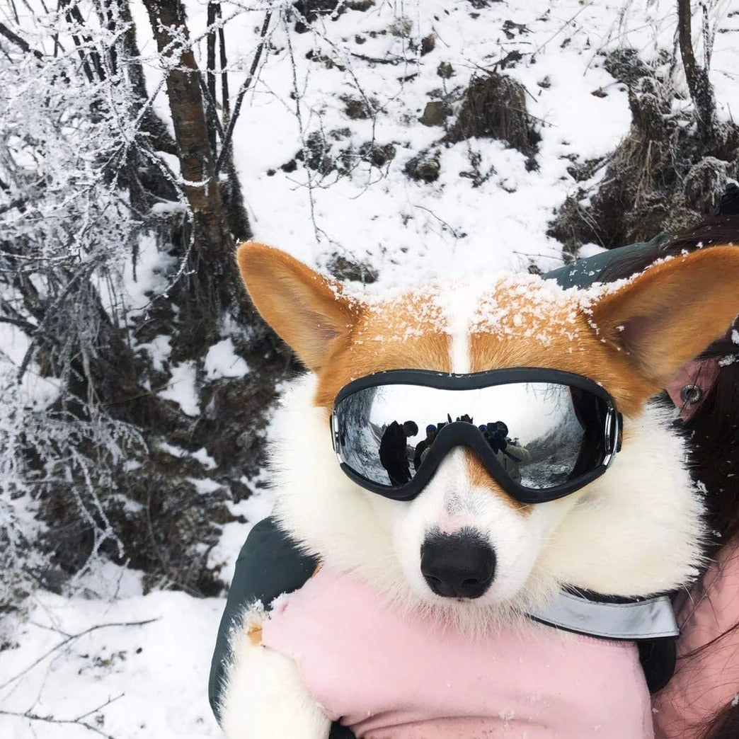 Glassy - Die Hundesonnenbrille